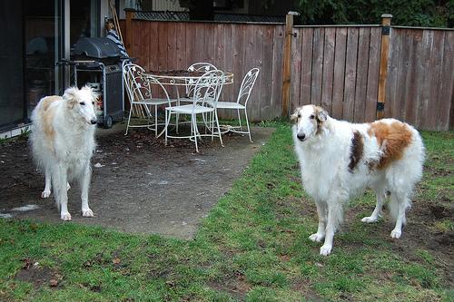 https://images.dog.ceo/breeds/borzoi/n02090622_7732.jpg