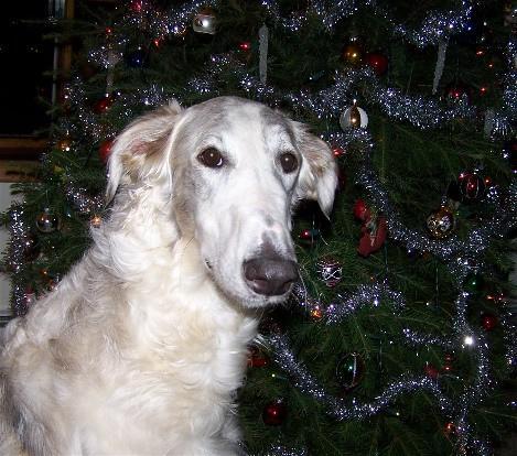 https://images.dog.ceo/breeds/borzoi/n02090622_7799.jpg