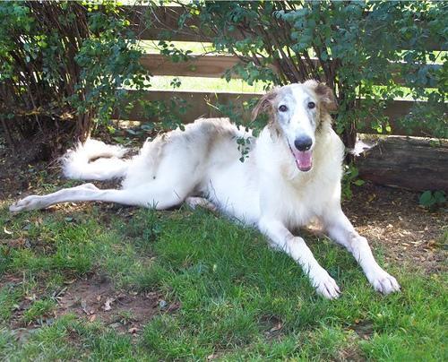 https://images.dog.ceo/breeds/borzoi/n02090622_7905.jpg