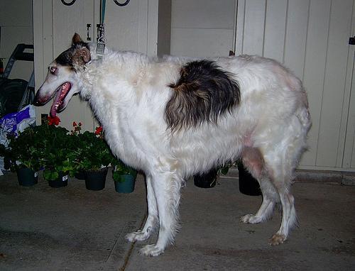 https://images.dog.ceo/breeds/borzoi/n02090622_7947.jpg