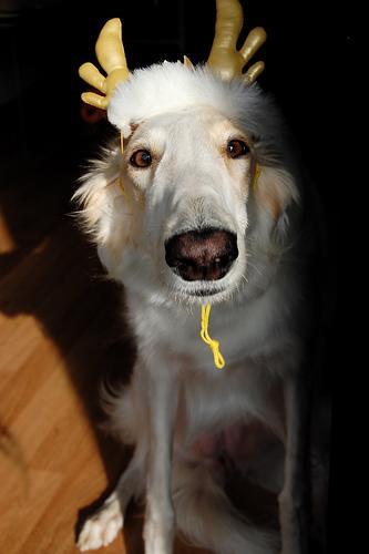 borzoi