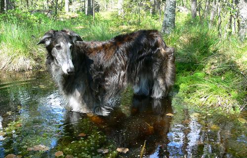 https://images.dog.ceo/breeds/borzoi/n02090622_7961.jpg