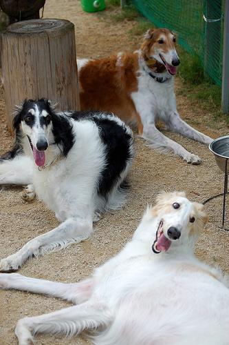 https://images.dog.ceo/breeds/borzoi/n02090622_7962.jpg