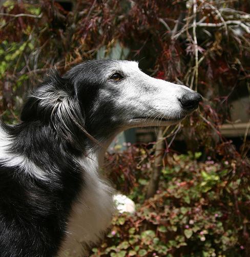 https://images.dog.ceo/breeds/borzoi/n02090622_8009.jpg