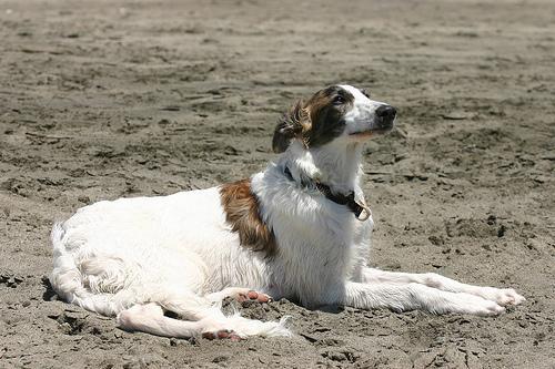 https://images.dog.ceo/breeds/borzoi/n02090622_8057.jpg