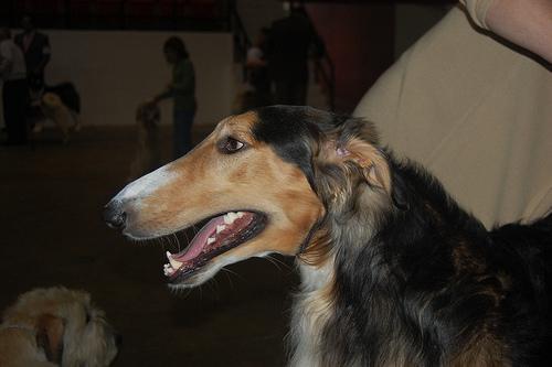 https://images.dog.ceo/breeds/borzoi/n02090622_8221.jpg