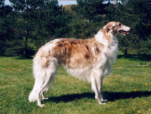 https://images.dog.ceo/breeds/borzoi/n02090622_8236.jpg