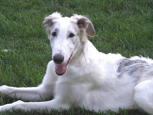 https://images.dog.ceo/breeds/borzoi/n02090622_8303.jpg