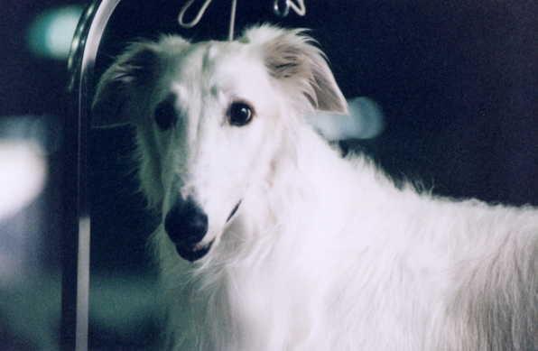 https://images.dog.ceo/breeds/borzoi/n02090622_8338.jpg