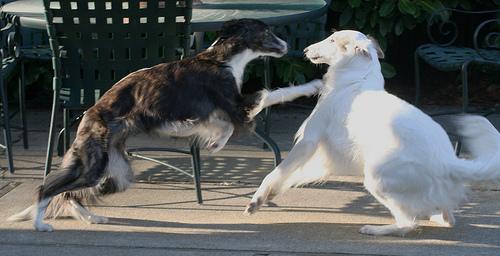 https://images.dog.ceo/breeds/borzoi/n02090622_8380.jpg