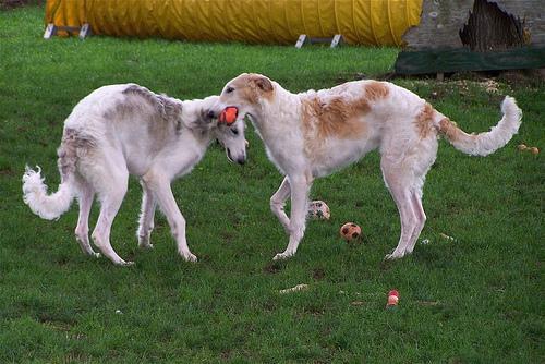 https://images.dog.ceo/breeds/borzoi/n02090622_8509.jpg