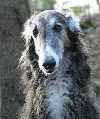 https://images.dog.ceo/breeds/borzoi/n02090622_855.jpg