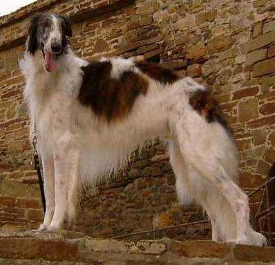 https://images.dog.ceo/breeds/borzoi/n02090622_8610.jpg