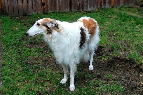 https://images.dog.ceo/breeds/borzoi/n02090622_8674.jpg