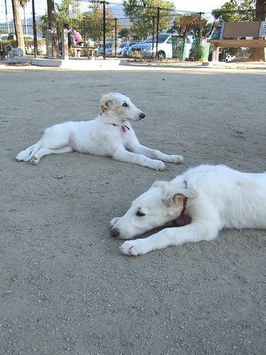 https://images.dog.ceo/breeds/borzoi/n02090622_8703.jpg