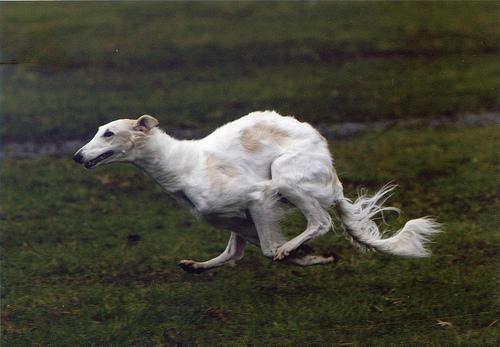 https://images.dog.ceo/breeds/borzoi/n02090622_8745.jpg