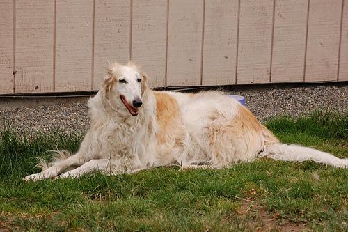 https://images.dog.ceo/breeds/borzoi/n02090622_8764.jpg