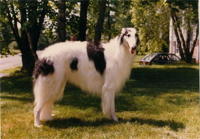 https://images.dog.ceo/breeds/borzoi/n02090622_8806.jpg