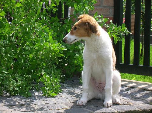 https://images.dog.ceo/breeds/borzoi/n02090622_8814.jpg