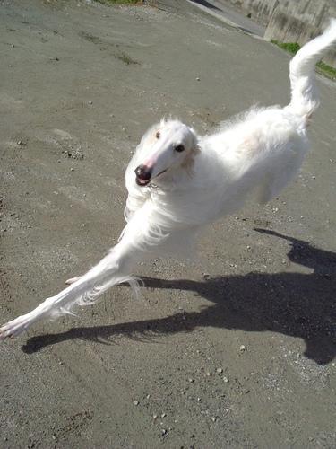 https://images.dog.ceo/breeds/borzoi/n02090622_8849.jpg