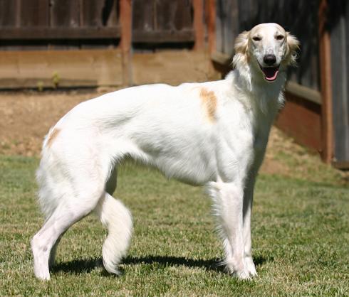 https://images.dog.ceo/breeds/borzoi/n02090622_906.jpg