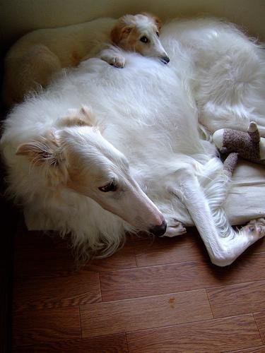 https://images.dog.ceo/breeds/borzoi/n02090622_9278.jpg