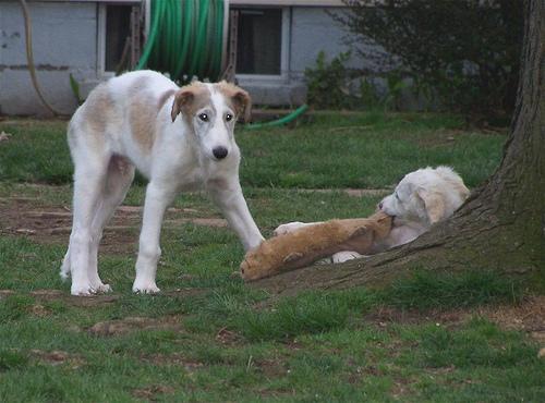 https://images.dog.ceo/breeds/borzoi/n02090622_9358.jpg