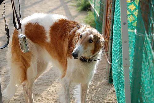 https://images.dog.ceo/breeds/borzoi/n02090622_9374.jpg