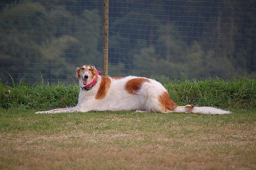 https://images.dog.ceo/breeds/borzoi/n02090622_9662.jpg