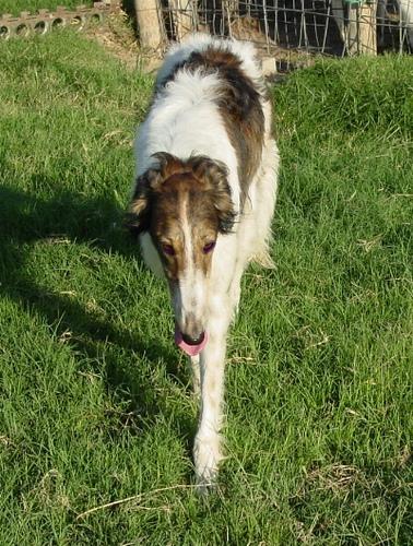 https://images.dog.ceo/breeds/borzoi/n02090622_9708.jpg