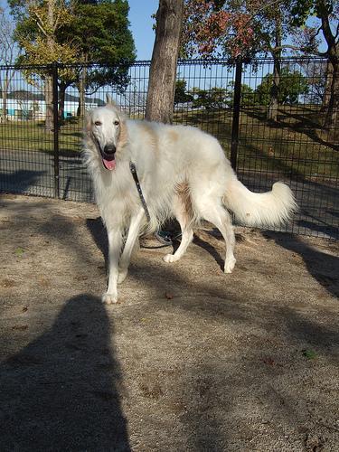 https://images.dog.ceo/breeds/borzoi/n02090622_9786.jpg