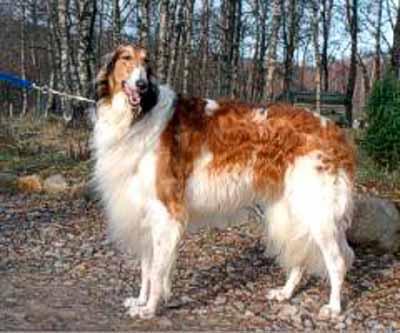 https://images.dog.ceo/breeds/borzoi/n02090622_9814.jpg