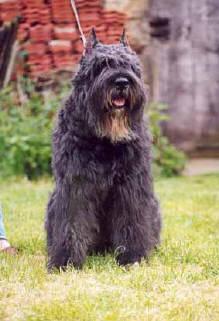 https://images.dog.ceo/breeds/bouvier/n02106382_1016.jpg