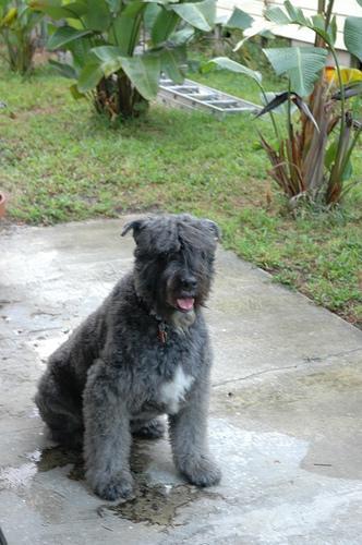 https://images.dog.ceo/breeds/bouvier/n02106382_1048.jpg