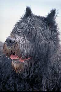 https://images.dog.ceo/breeds/bouvier/n02106382_112.jpg