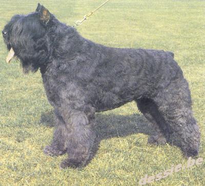 https://images.dog.ceo/breeds/bouvier/n02106382_1131.jpg