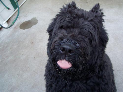 https://images.dog.ceo/breeds/bouvier/n02106382_1151.jpg