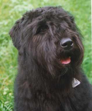 https://images.dog.ceo/breeds/bouvier/n02106382_117.jpg