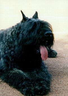 https://images.dog.ceo/breeds/bouvier/n02106382_1229.jpg