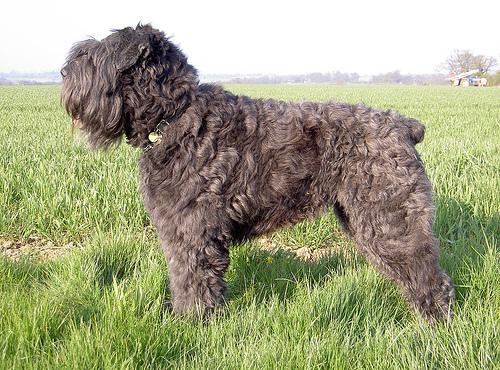 https://images.dog.ceo/breeds/bouvier/n02106382_1381.jpg