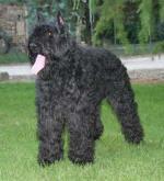 https://images.dog.ceo/breeds/bouvier/n02106382_1399.jpg