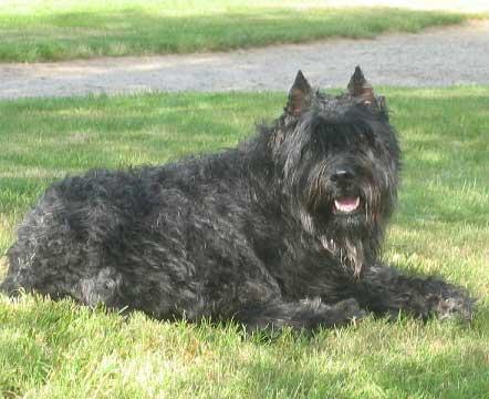 https://images.dog.ceo/breeds/bouvier/n02106382_1440.jpg