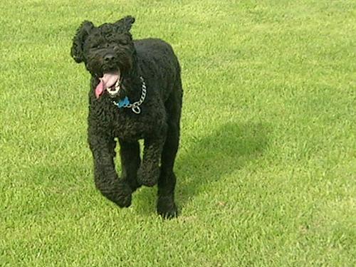 https://images.dog.ceo/breeds/bouvier/n02106382_1452.jpg