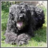 https://images.dog.ceo/breeds/bouvier/n02106382_1454.jpg