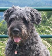 https://images.dog.ceo/breeds/bouvier/n02106382_1486.jpg