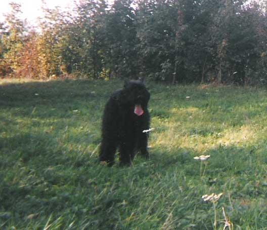 https://images.dog.ceo/breeds/bouvier/n02106382_154.jpg