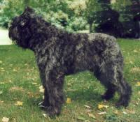 https://images.dog.ceo/breeds/bouvier/n02106382_1633.jpg