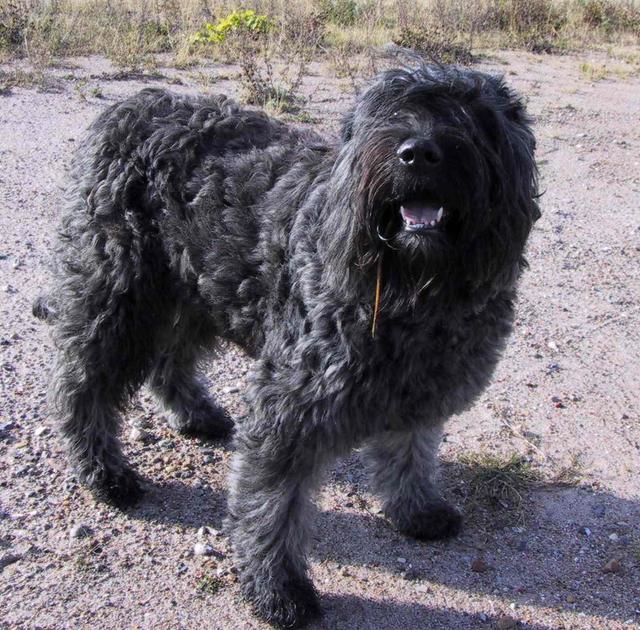 https://images.dog.ceo/breeds/bouvier/n02106382_1673.jpg