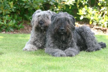 https://images.dog.ceo/breeds/bouvier/n02106382_1787.jpg