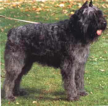 https://images.dog.ceo/breeds/bouvier/n02106382_1800.jpg